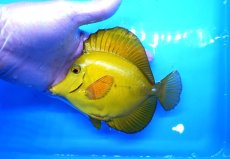 画像1: 【10%OFF対象商品30周年セール】 【海水魚・ハギ】【通販】状態良好♪【沖縄産】ゴマハギ（イエロー）Lサイズ(個体販売）（±15cm）No.2（生体）(海水魚) (1)