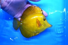 画像2: 【10%OFF対象商品30周年セール】 【海水魚・ハギ】【通販】状態良好♪【沖縄産】ゴマハギ（イエロー）Lサイズ(個体販売）（±15cm）No.2（生体）(海水魚) (2)