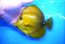 画像1: 【10%OFF対象商品30周年セール】 【海水魚・ハギ】【通販】状態良好♪【沖縄産】ゴマハギ（イエロー）Lサイズ(個体販売）（±15cm）No.3（生体）(海水魚) (1)