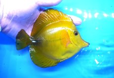 画像2: 【10%OFF対象商品30周年セール】 【海水魚・ハギ】【通販】状態良好♪【沖縄産】ゴマハギ（イエロー）Lサイズ(個体販売）（±15cm）No.3（生体）(海水魚) (2)