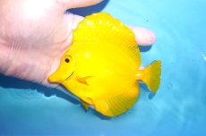 画像1: 【10%OFF対象商品30周年セール】 【海水魚・ハギ】【通販】状態良好♪【沖縄産】キイロハギ（MLサイズ）(個体販売）（±13cm）No.1（生体）(海水魚) (1)