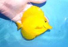 画像2: 【10%OFF対象商品30周年セール】 【海水魚・ハギ】【通販】状態良好♪【沖縄産】キイロハギ（MLサイズ）(個体販売）（±13cm）No.1（生体）(海水魚) (2)