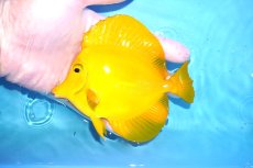 画像1: 【10%OFF対象商品30周年セール】 【海水魚・ハギ】【通販】状態良好♪【沖縄産】キイロハギ（MLサイズ）(個体販売）（±12.5cm）No.2（生体）(海水魚) (1)