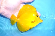 画像2: 【10%OFF対象商品30周年セール】 【海水魚・ハギ】【通販】状態良好♪【沖縄産】キイロハギ（MLサイズ）(個体販売）（±12.5cm）No.2（生体）(海水魚) (2)