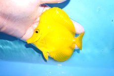 画像1: 【10%OFF対象商品30周年セール】 【海水魚・ハギ】【通販】状態良好♪【沖縄産】キイロハギ（Mサイズ）(個体販売）（±11cm）No.3（生体）(海水魚) (1)