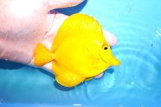 画像2: 【10%OFF対象商品30周年セール】 【海水魚・ハギ】【通販】状態良好♪【沖縄産】キイロハギ（Mサイズ）(個体販売）（±11cm）No.3（生体）(海水魚) (2)