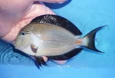 画像1: 【10%OFF対象商品30周年セール】 【海水魚・ハギ】【通販】状態良好♪ソハールサージョン（MLサイズ）(個体販売）（±15cm）（生体）(海水魚) (1)