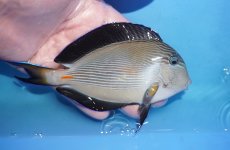 画像2: 【10%OFF対象商品30周年セール】 【海水魚・ハギ】【通販】状態良好♪ソハールサージョン（MLサイズ）(個体販売）（±15cm）（生体）(海水魚) (2)