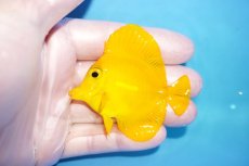 画像1: 【10%OFF対象商品30周年セール】 【海水魚・ハギ】【通販】極美Good Sizeです♪【沖縄産】キイロハギ（SMサイズ）(個体販売）（±6cm）No.1（生体）(海水魚) (1)