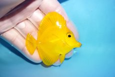 画像2: 【10%OFF対象商品30周年セール】 【海水魚・ハギ】【通販】極美Good Sizeです♪【沖縄産】キイロハギ（SMサイズ）(個体販売）（±6cm）No.1（生体）(海水魚) (2)
