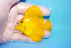 画像1: 【10%OFF対象商品30周年セール】 【海水魚・ハギ】【通販】極美Good Sizeです♪【沖縄産】キイロハギ（SMサイズ）(個体販売）（±6.5cm）No.2（生体）(海水魚) (1)
