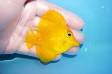 画像2: 【10%OFF対象商品30周年セール】 【海水魚・ハギ】【通販】極美Good Sizeです♪【沖縄産】キイロハギ（SMサイズ）(個体販売）（±6.5cm）No.2（生体）(海水魚) (2)