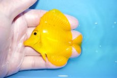 画像1: 【10%OFF対象商品30周年セール】 【海水魚・ハギ】【通販】極美Good Sizeです♪【沖縄産】キイロハギ（SMサイズ）(個体販売）（±7cm）No.3（生体）(海水魚) (1)