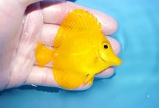 画像2: 【10%OFF対象商品30周年セール】 【海水魚・ハギ】【通販】極美Good Sizeです♪【沖縄産】キイロハギ（SMサイズ）(個体販売）（±7cm）No.3（生体）(海水魚) (2)