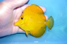 画像1: 【10%OFF対象商品30周年セール】 【海水魚・ハギ】【通販】Good Sizeです♪【沖縄産】キイロハギ（Mサイズ）(個体販売）（±10.5cm）No.4（生体）(海水魚) (1)