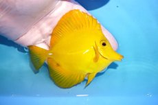 画像2: 【10%OFF対象商品30周年セール】 【海水魚・ハギ】【通販】Good Sizeです♪【沖縄産】キイロハギ（Mサイズ）(個体販売）（±10.5cm）No.4（生体）(海水魚) (2)