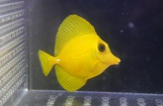 画像1: 【10%OFF対象商品30周年セール】 【海水魚・ハギ】【通販】人工飼料OK♪上物！【沖縄産】ゴマハギ（イエロー）SMサイズ(個体販売）（±6cm）No.1（生体）(海水魚) (1)