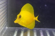 画像2: 【10%OFF対象商品30周年セール】 【海水魚・ハギ】【通販】人工飼料OK♪上物！【沖縄産】ゴマハギ（イエロー）SMサイズ(個体販売）（±6cm）No.1（生体）(海水魚) (2)