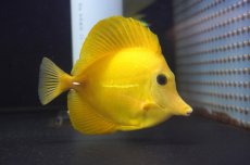 画像1: 【10%OFF対象商品30周年セール】 【海水魚・ハギ】【通販】人工飼料OK♪上物！【沖縄産】ゴマハギ（イエロー）MLサイズ(個体販売）（±13cm）No.2（生体）(海水魚) (1)
