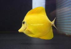 画像2: 【10%OFF対象商品30周年セール】 【海水魚・ハギ】【通販】人工飼料OK♪上物！【沖縄産】ゴマハギ（イエロー）MLサイズ(個体販売）（±13cm）No.2（生体）(海水魚) (2)