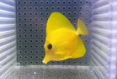 画像1: 【10%OFF対象商品30周年セール】 【海水魚・ハギ】【通販】上物！【沖縄産】ゴマハギ（イエロー）SMサイズ【沖縄産】ゴマハギ（イエロー）SMサイズ(個体販売）（±6cm）No.2（生体）(海水魚) (1)