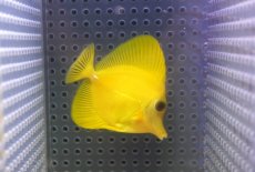 画像2: 【10%OFF対象商品30周年セール】 【海水魚・ハギ】【通販】上物！【沖縄産】ゴマハギ（イエロー）SMサイズ【沖縄産】ゴマハギ（イエロー）SMサイズ(個体販売）（±6cm）No.2（生体）(海水魚) (2)