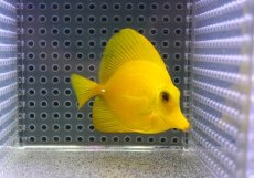 画像1: 【10%OFF対象商品30周年セール】 【海水魚・ハギ】【通販】上物！【沖縄産】ゴマハギ（イエロー）SMサイズ【沖縄産】ゴマハギ（イエロー）SMサイズ(個体販売）（±6.5cm）No.3（生体）(海水魚) (1)