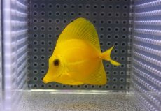 画像2: 【10%OFF対象商品30周年セール】 【海水魚・ハギ】【通販】上物！【沖縄産】ゴマハギ（イエロー）SMサイズ【沖縄産】ゴマハギ（イエロー）SMサイズ(個体販売）（±6.5cm）No.3（生体）(海水魚) (2)