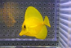 画像1: 【10%OFF対象商品30周年セール】 【海水魚・ハギ】【通販】【沖縄産】Wildキイロハギ（Sサイズ）(個体販売）（±5cm）No.1（生体）(海水魚) (1)