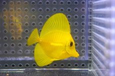 画像2: 【10%OFF対象商品30周年セール】 【海水魚・ハギ】【通販】【沖縄産】Wildキイロハギ（Sサイズ）(個体販売）（±5cm）No.1（生体）(海水魚) (2)