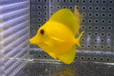 画像1: 【10%OFF対象商品30周年セール】 【海水魚・ハギ】【通販】【沖縄産】Wildキイロハギ（SMサイズ）(個体販売）（±6cm）No.2（生体）(海水魚) (1)