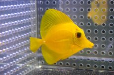 画像2: 【10%OFF対象商品30周年セール】 【海水魚・ハギ】【通販】【沖縄産】Wildキイロハギ（SMサイズ）(個体販売）（±6cm）No.2（生体）(海水魚) (2)