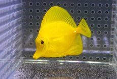 画像1: 【10%OFF対象商品30周年セール】 【海水魚・ハギ】【通販】【沖縄産】Wildキイロハギ（SMサイズ）(個体販売）（±6cm）No.3（生体）(海水魚) (1)
