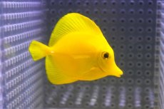 画像2: 【10%OFF対象商品30周年セール】 【海水魚・ハギ】【通販】【沖縄産】Wildキイロハギ（SMサイズ）(個体販売）（±6cm）No.3（生体）(海水魚) (2)