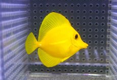 画像1: 【10%OFF対象商品30周年セール】 【海水魚・ハギ】【通販】【沖縄産】Wildキイロハギ（SMサイズ）(個体販売）（±6cm）No.4（生体）(海水魚) (1)
