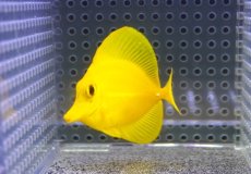 画像2: 【10%OFF対象商品30周年セール】 【海水魚・ハギ】【通販】【沖縄産】Wildキイロハギ（SMサイズ）(個体販売）（±6cm）No.4（生体）(海水魚) (2)