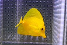 画像1: 【10%OFF対象商品30周年セール】 【海水魚・ハギ】【通販】【沖縄産】Wildキイロハギ（SMサイズ）(個体販売）（±6.5cm）No.5（生体）(海水魚) (1)