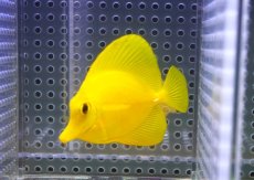 画像2: 【10%OFF対象商品30周年セール】 【海水魚・ハギ】【通販】【沖縄産】Wildキイロハギ（SMサイズ）(個体販売）（±6.5cm）No.5（生体）(海水魚) (2)
