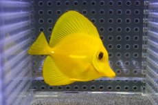 画像1: 【10%OFF対象商品30周年セール】 【海水魚・ハギ】【通販】【沖縄産】Wildキイロハギ（SMサイズ）(個体販売）（±6.5cm）No.6（生体）(海水魚) (1)