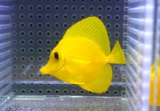 画像2: 【10%OFF対象商品30周年セール】 【海水魚・ハギ】【通販】【沖縄産】Wildキイロハギ（SMサイズ）(個体販売）（±6.5cm）No.6（生体）(海水魚) (2)