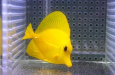 画像1: 【10%OFF対象商品30周年セール】 【海水魚・ハギ】【通販】【沖縄産】Wildキイロハギ（SMサイズ）(個体販売）（±7cm）No.7（生体）(海水魚) (1)