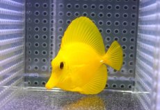 画像2: 【10%OFF対象商品30周年セール】 【海水魚・ハギ】【通販】【沖縄産】Wildキイロハギ（SMサイズ）(個体販売）（±7cm）No.7（生体）(海水魚) (2)