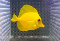 画像1: 【10%OFF対象商品30周年セール】 【海水魚・ハギ】【通販】【沖縄産】Wildキイロハギ（SMサイズ）(個体販売）（±7cm）No.9（生体）(海水魚) (1)