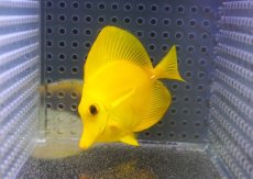 画像2: 【10%OFF対象商品30周年セール】 【海水魚・ハギ】【通販】【沖縄産】Wildキイロハギ（SMサイズ）(個体販売）（±7cm）No.9（生体）(海水魚) (2)