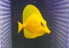 画像1: 【10%OFF対象商品30周年セール】 【海水魚・ハギ】【通販】【沖縄産】Wildキイロハギ（SMサイズ）(個体販売）（±7.5cm）No.10（生体）(海水魚) (1)