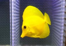 画像2: 【10%OFF対象商品30周年セール】 【海水魚・ハギ】【通販】【沖縄産】Wildキイロハギ（SMサイズ）(個体販売）（±7.5cm）No.10（生体）(海水魚) (2)