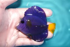 画像1: 【海水魚・ハギ】【通販】人工飼料OK♪パープルタン（Mサイズ)(個体販売）（±8cm）No.1（生体）(海水魚) (1)