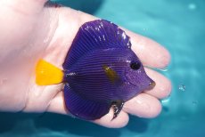 画像2: 【海水魚・ハギ】【通販】人工飼料OK♪パープルタン（Mサイズ)(個体販売）（±8cm）No.1（生体）(海水魚) (2)