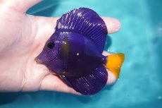 画像1: 【海水魚・ハギ】【通販】人工飼料OK♪パープルタン（MLサイズ)(個体販売）（±10cm）No.2（生体）(海水魚) (1)