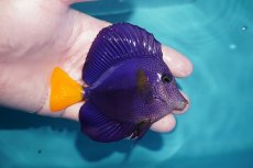 画像2: 【海水魚・ハギ】【通販】人工飼料OK♪パープルタン（MLサイズ)(個体販売）（±10cm）No.2（生体）(海水魚) (2)